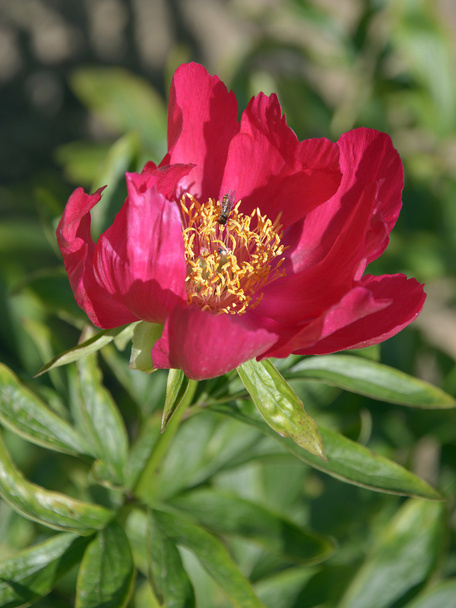 Kwiat czerwony piwonia chińska - Zdjęcie, obraz