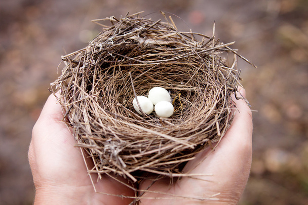 Nest met eieren in handen - Foto, afbeelding