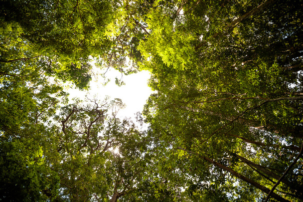 Sunlight goes through green leaves of tropic forest in Sri Lanka - Foto, Imagen