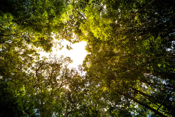 Sunlight goes through green leaves of tropic forest in Sri Lanka - Fotografie, Obrázek