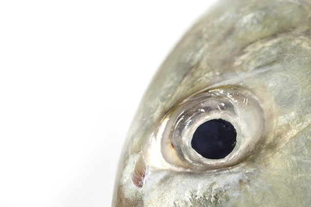 Fish Eye Close-Up ,isolated on white background. - Photo, Image