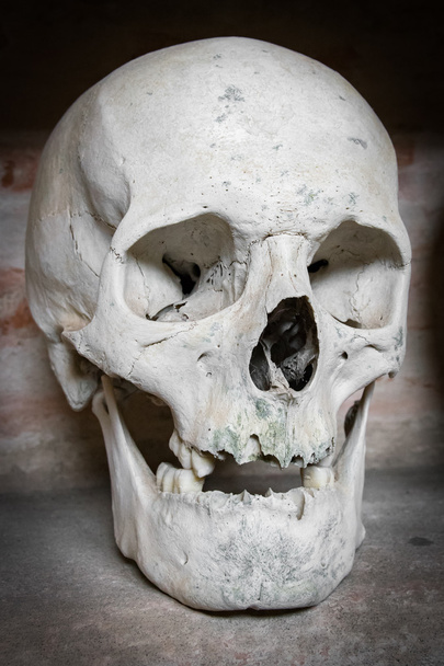 crâne humain dans une catacombe
. - Photo, image