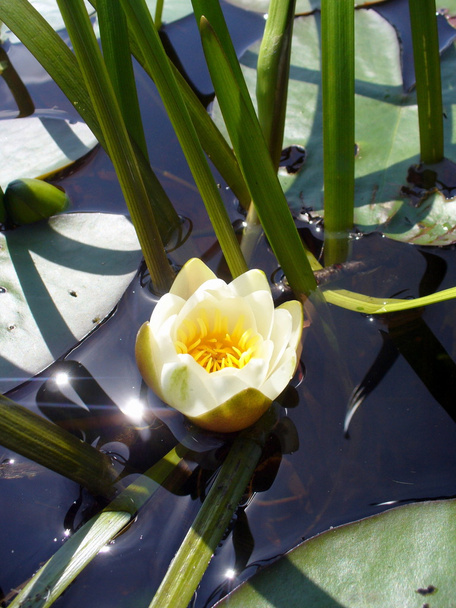 Water lilly - Photo, Image