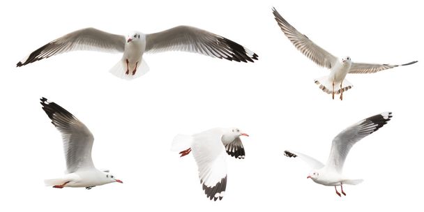 Conjunto de gaviotas voladoras, aisladas sobre fondo blanco
 - Foto, imagen