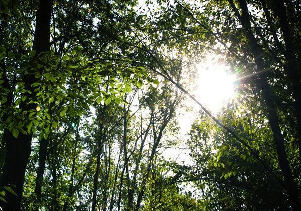 Letní slunné lesní strom - Fotografie, Obrázek