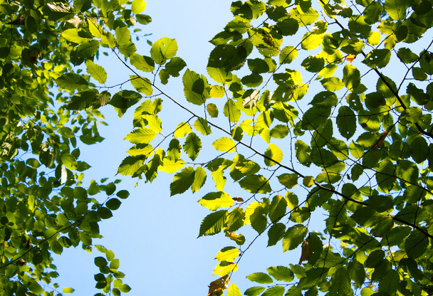 Drzewo Las słoneczne lato - Zdjęcie, obraz