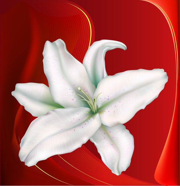 Lily sobre un fondo rojo oscuro
 - Vector, imagen