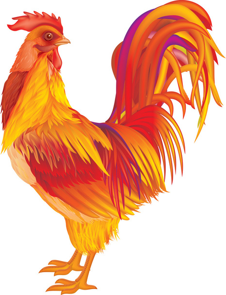 Rooster red-orange - Vector, Image