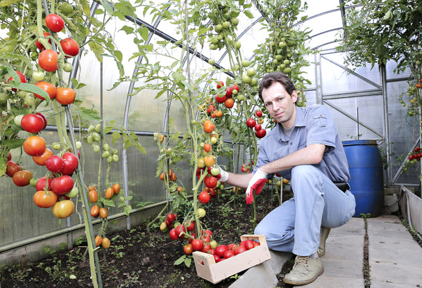 Ένας εργαζόμενος συγκομιδές των κόκκινες ώριμες ντομάτες σε ένα θερμοκήπιο - Φωτογραφία, εικόνα