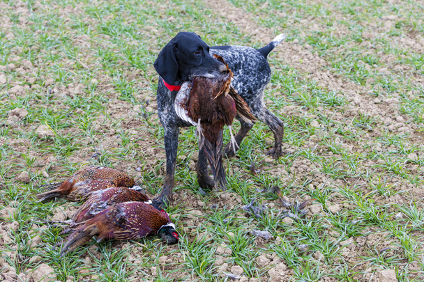 Охотничья собака с уловом
 - Фото, изображение