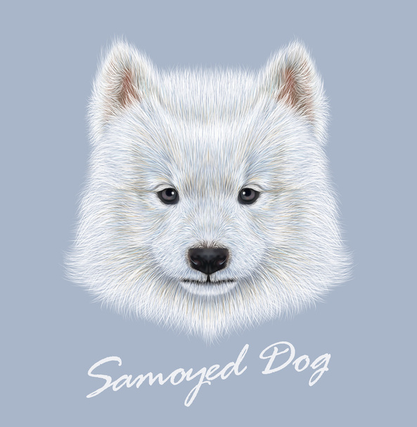 Samoyed dog animal cute face. Vector cute white eskimo spitz Samoyed puppy head portrait. Realistic fur portrait of purebred young happy siberian sammy doggy isolated on blue background. - Vector, Image