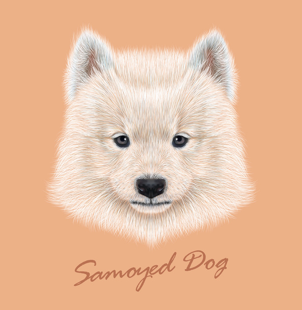Samoyed köpek hayvan sevimli yüzü. Vektör sevimli beyaz eskimo spitz Samoyed köpek yavrusu baş portre. Safkan genç mutlu Sibirya sammy köpek şeftali arka plan üzerinde izole gerçekçi kürk portre. - Vektör, Görsel
