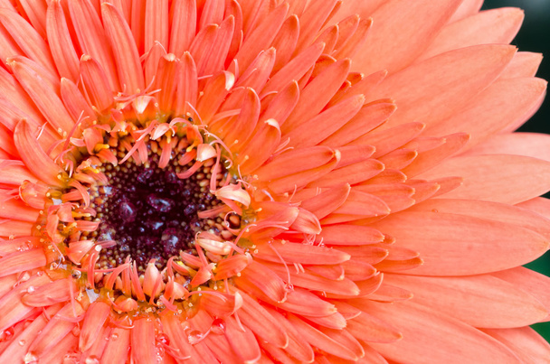 Oranje Gerbera bloem Close-up Macro - Foto, afbeelding