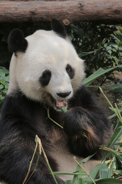 Panda gigante comendo folhas de bambu
 - Foto, Imagem