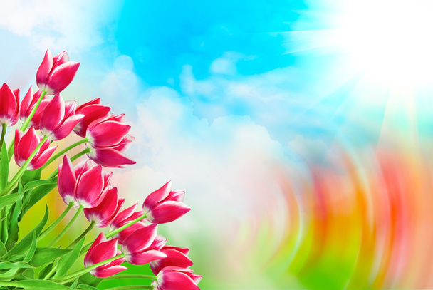 Tulip flowers close up - Photo, Image