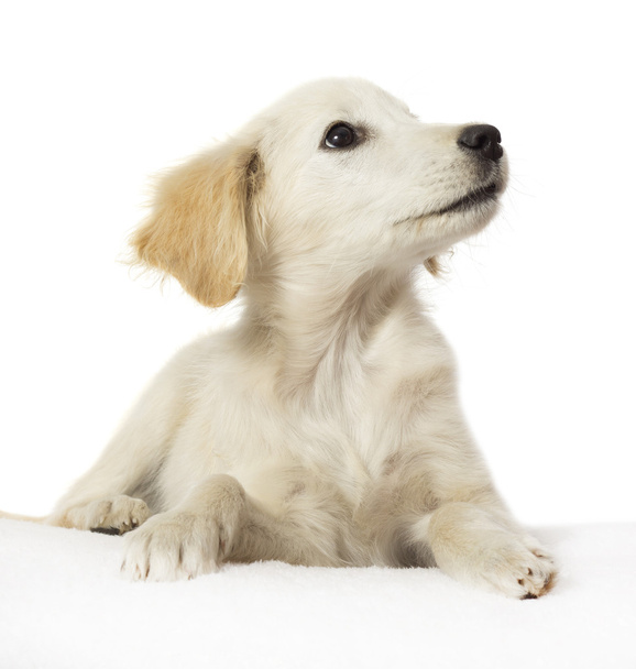cute labrador puppy on the white carpet - Valokuva, kuva