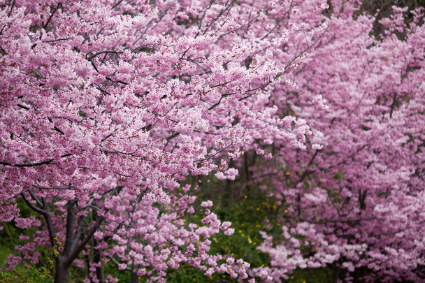 Цветение сакуры в полном расцвете
 - Фото, изображение