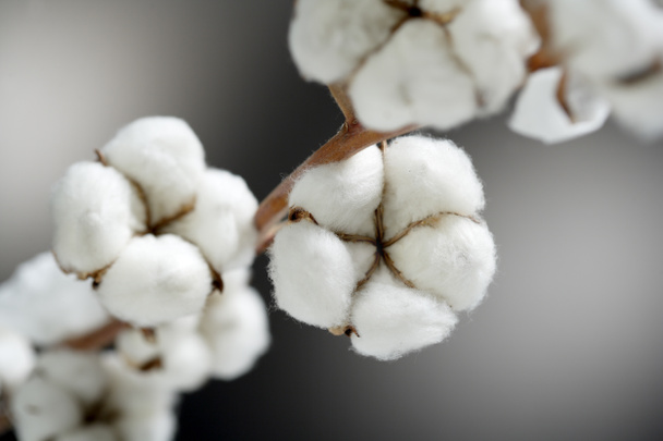 Cotton - Photo, Image