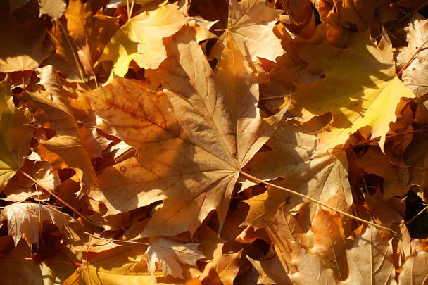 Blanket of fallen maple leaves  - Valokuva, kuva