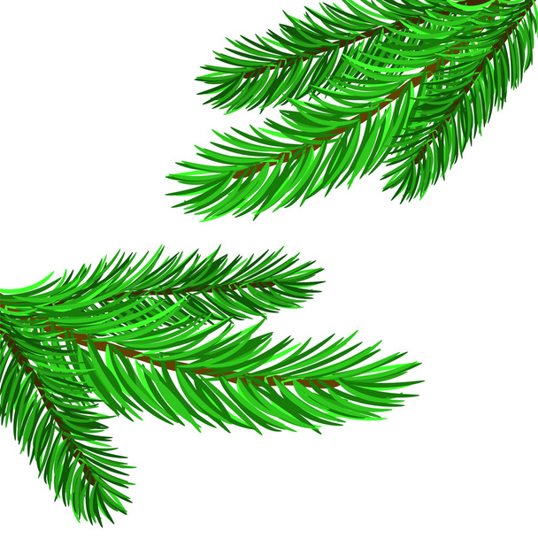 Fir Green Branches - Vector, Image