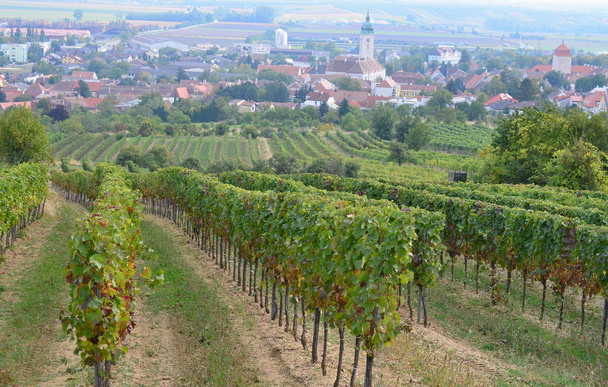 Autumn in the vineyard, Lower Austria - Foto, imagen