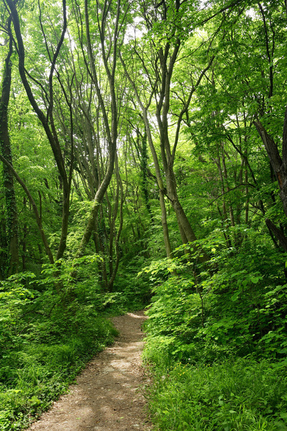 Path in a green forest - Fotó, kép