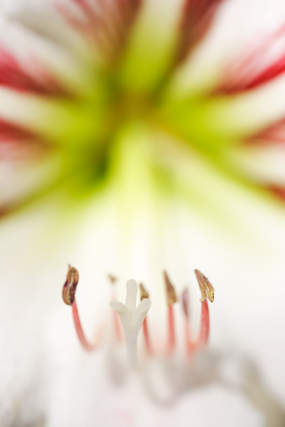 White cala-lily flowers - Фото, зображення
