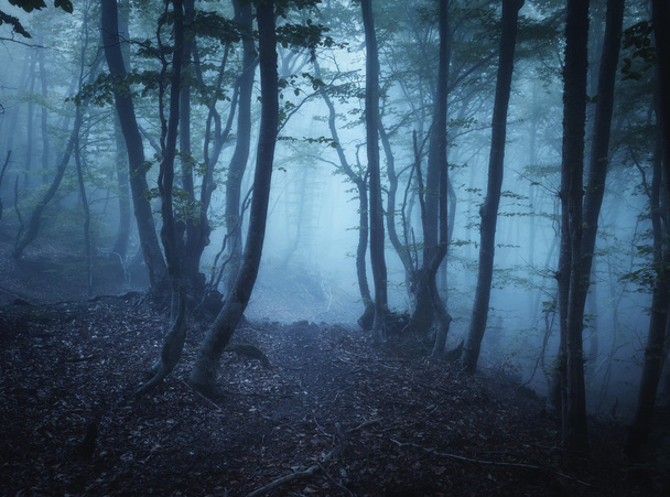 dunkler Herbstwald im Nebel. wunderschöne Naturlandschaft. - Foto, Bild