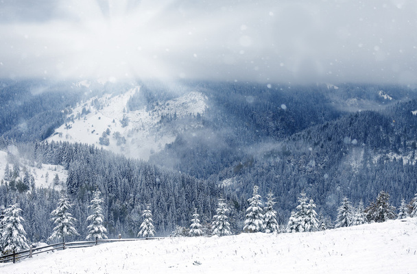 Bomen bedekt met ijzel en sneeuw in de bergen - Foto, afbeelding