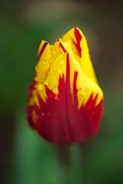 Colorful tulip - Фото, зображення