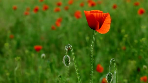incredibly beautiful poppy flowers FULL HD - Footage, Video