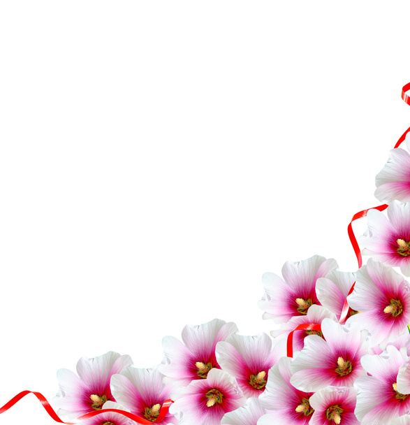 Mallow kukat eristetty valkoisella taustalla - Valokuva, kuva