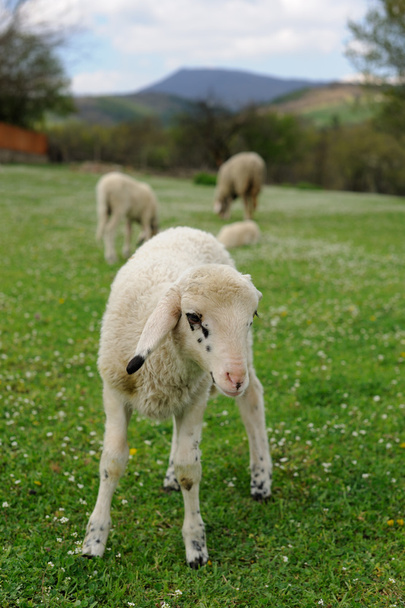 Lambs in countryside - Photo, Image