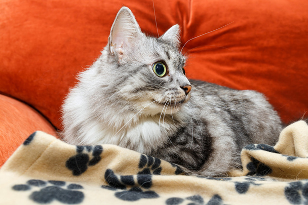 portréja egy norvég macska - Fotó, kép