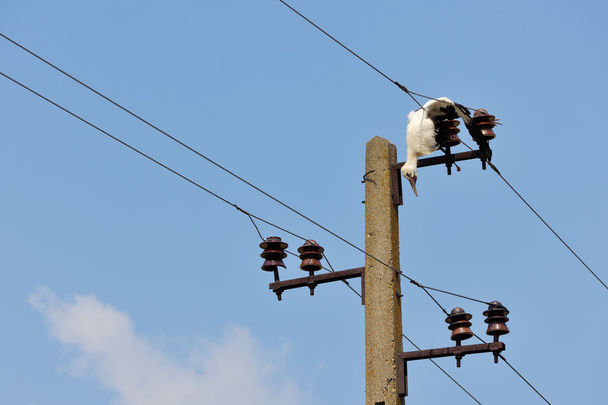 Dead stork on electricity wires - Φωτογραφία, εικόνα