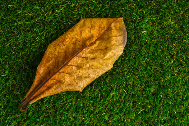 dry terminalia catappa leaf - Фото, зображення