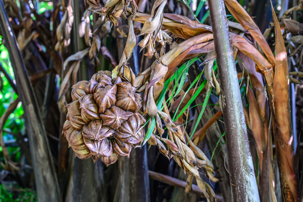 Mangrove palm fruits on bunch. - Photo, Image