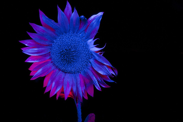 Neobvyklý pohled slunečnice. Kvetou v noci. - Fotografie, Obrázek