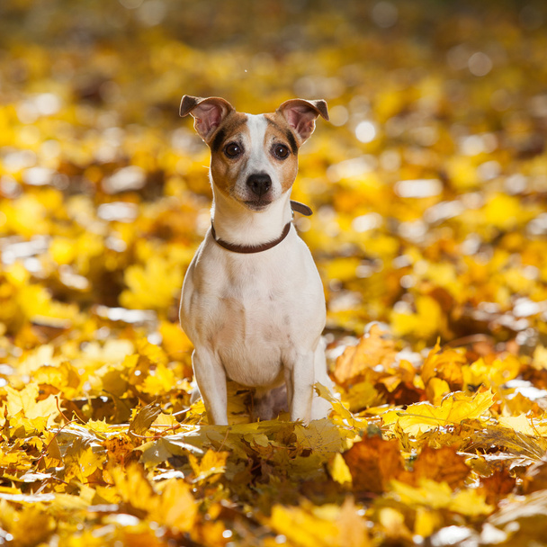 Gorgeous jack russell terrier sitting in yellow leaves - Foto, Imagen