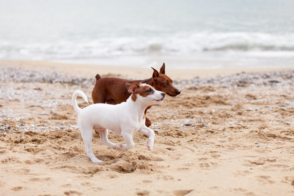 Psi si si hrají na pláži - Fotografie, Obrázek