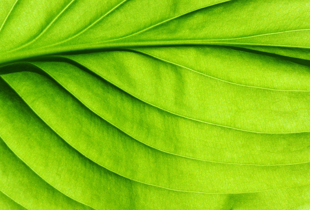 πράσινο φύλλο υφή - Φωτογραφία, εικόνα