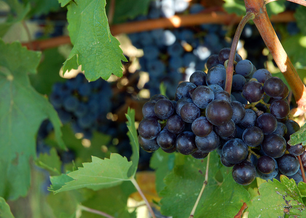 bunch of grapes - Foto, Bild