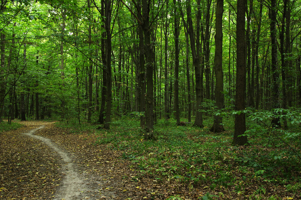 Árboles en un bosque - Foto, imagen