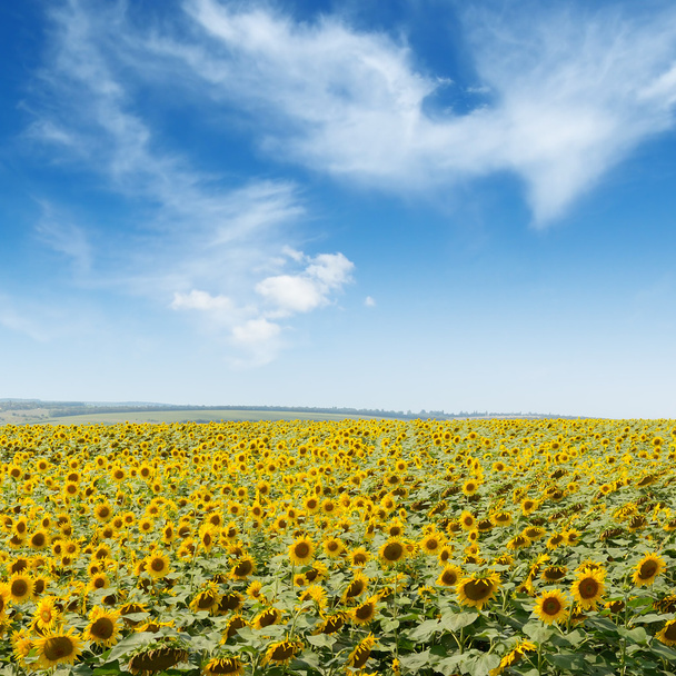virágzó napraforgó ültetvény és a kék ég - Fotó, kép