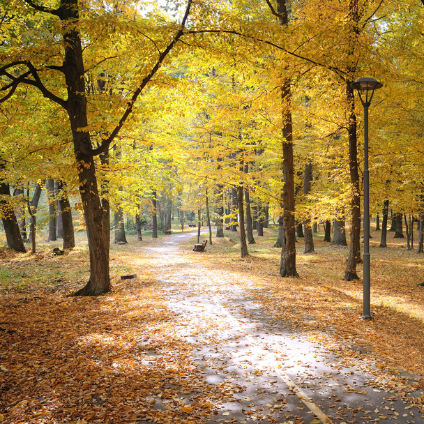 Parque de otoño y hojas caídas
 - Foto, imagen