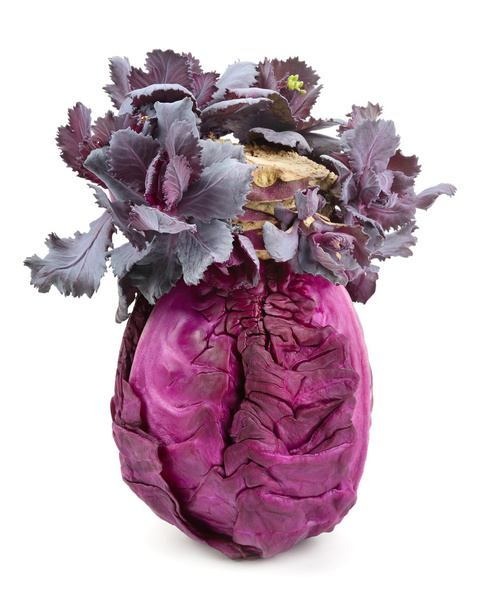 cabbage-head isolated on white - Photo, Image