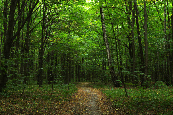 Stromy v lese - Fotografie, Obrázek