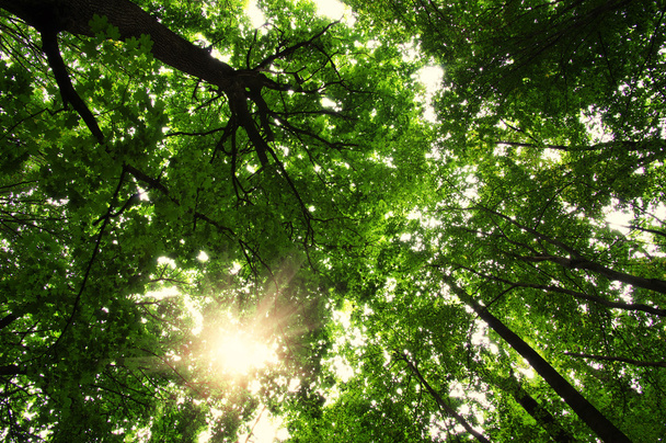 Forêt avec lumière du soleil
 - Photo, image