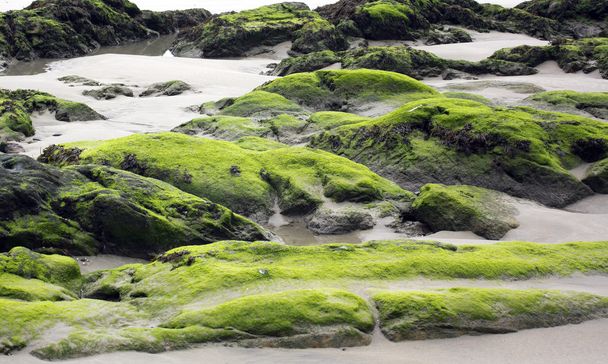 Kivet täynnä merilevää laskuveden aikaan rannalta
 - Valokuva, kuva