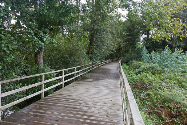 Wooden path - Photo, Image